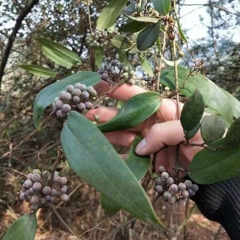 江西新鲜土茯苓野生白肉
