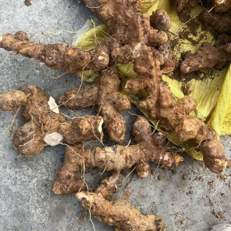 江西新鲜土茯苓野生白肉