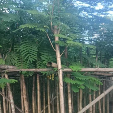 凤凰木5-10分大量销售