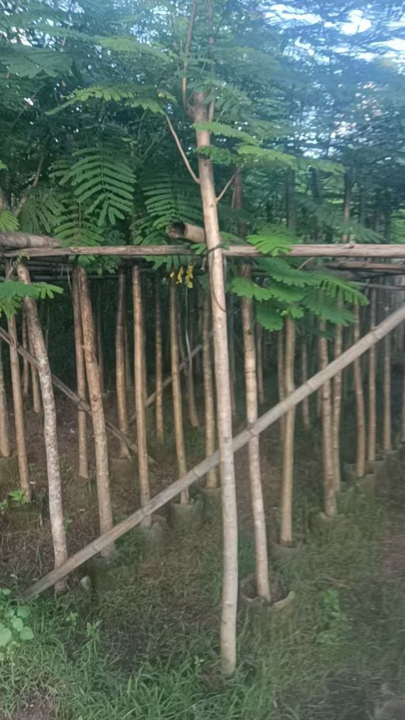 凤凰木5-10分大量销售