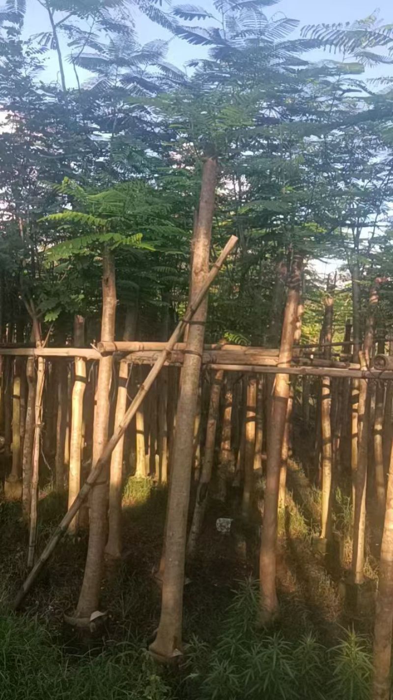 凤凰木5-10分大量销售