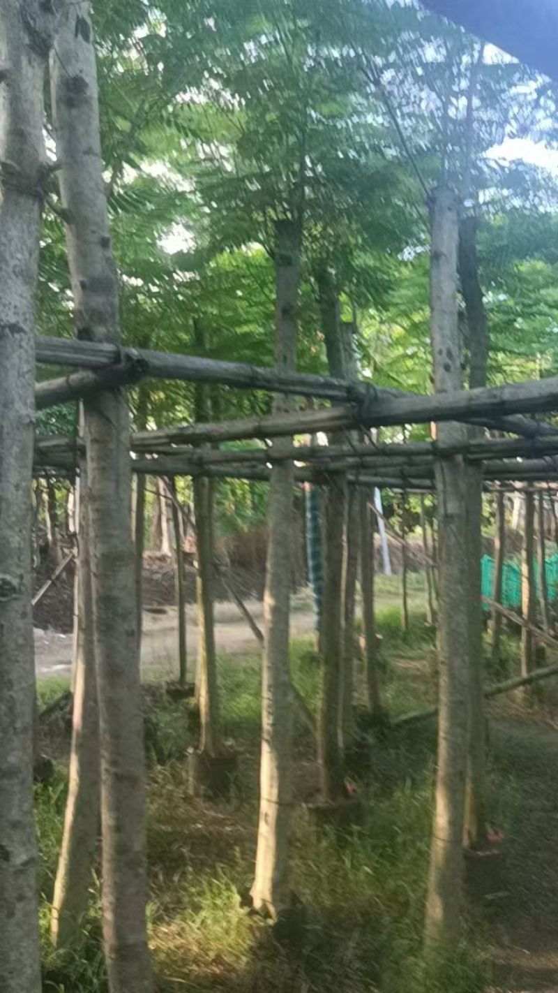 凤凰木5-10分大量销售