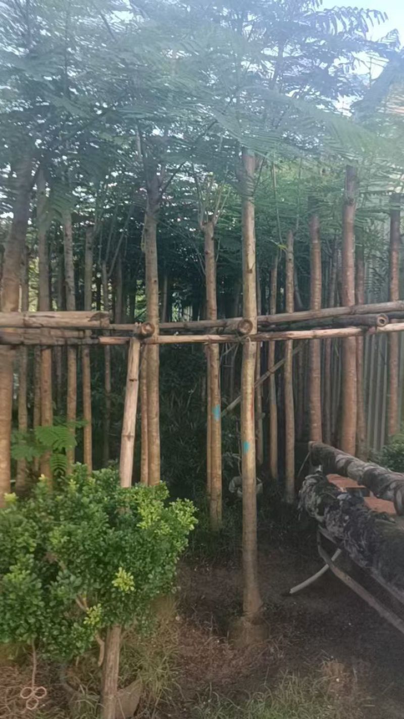 凤凰木5-10分大量销售