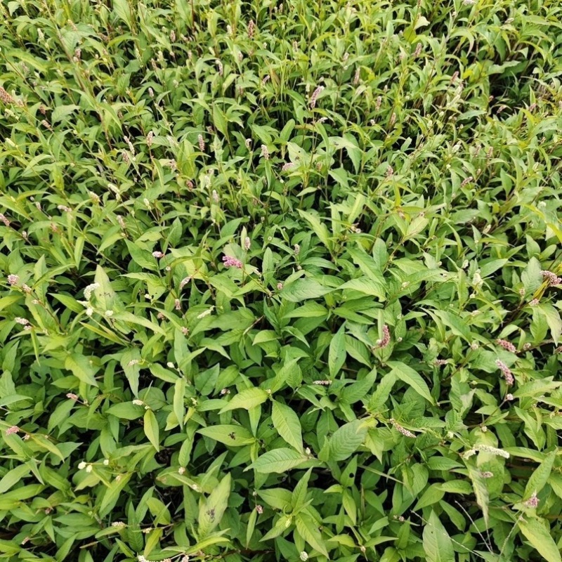 辣蓼草酒曲草红辣蓼水辣蓼草