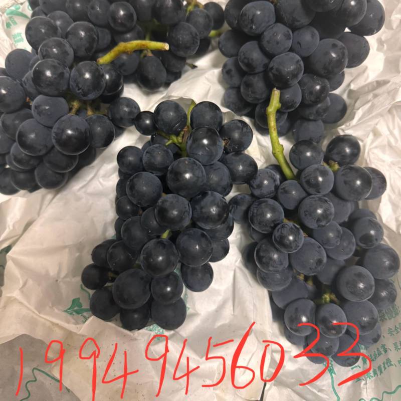 巨峰伏葡萄🍇