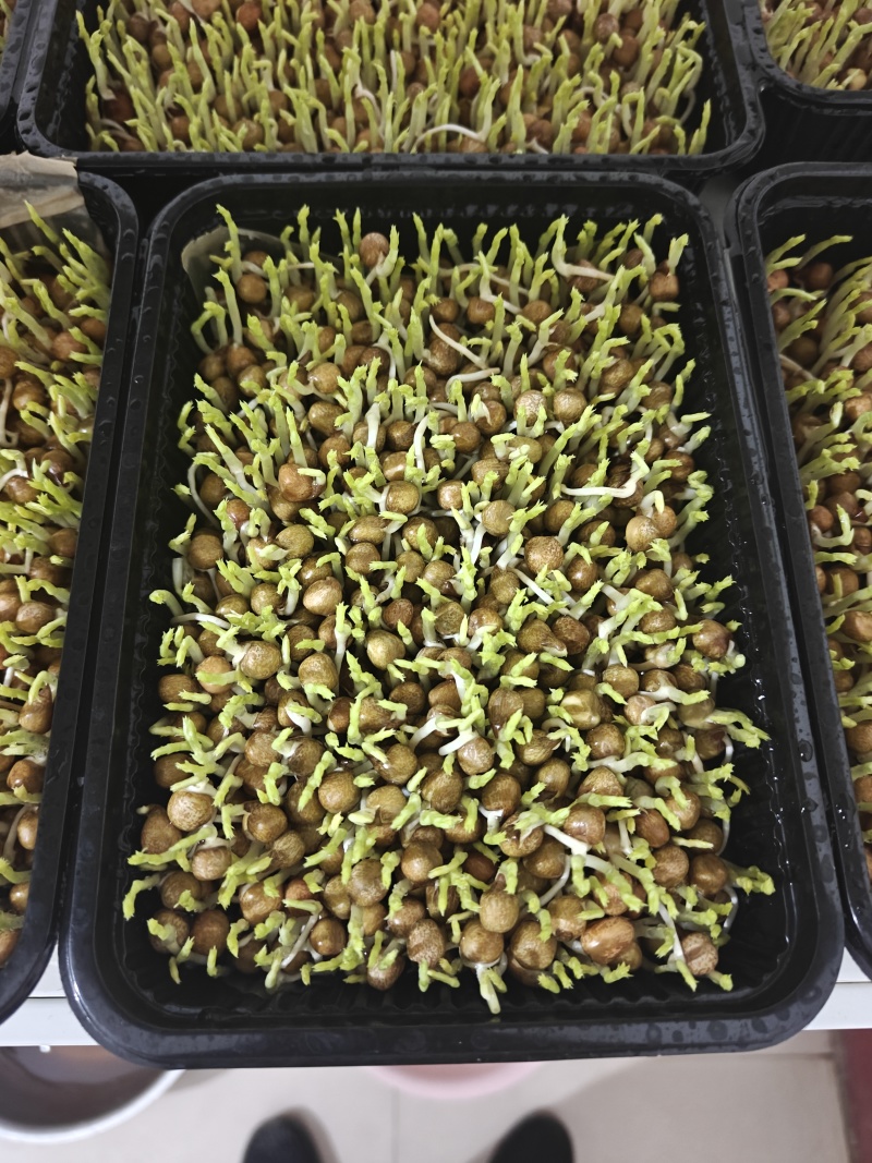 纯正***豌豆苗
