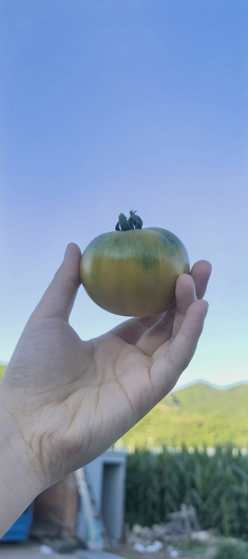 青肩型大口感番茄3-5两大草莓冷棚大量下货