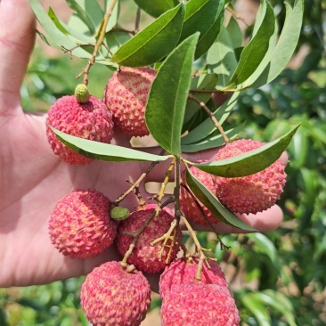 广东惠州荔枝