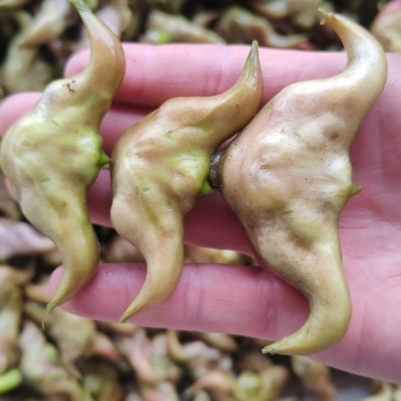 湖北菱角