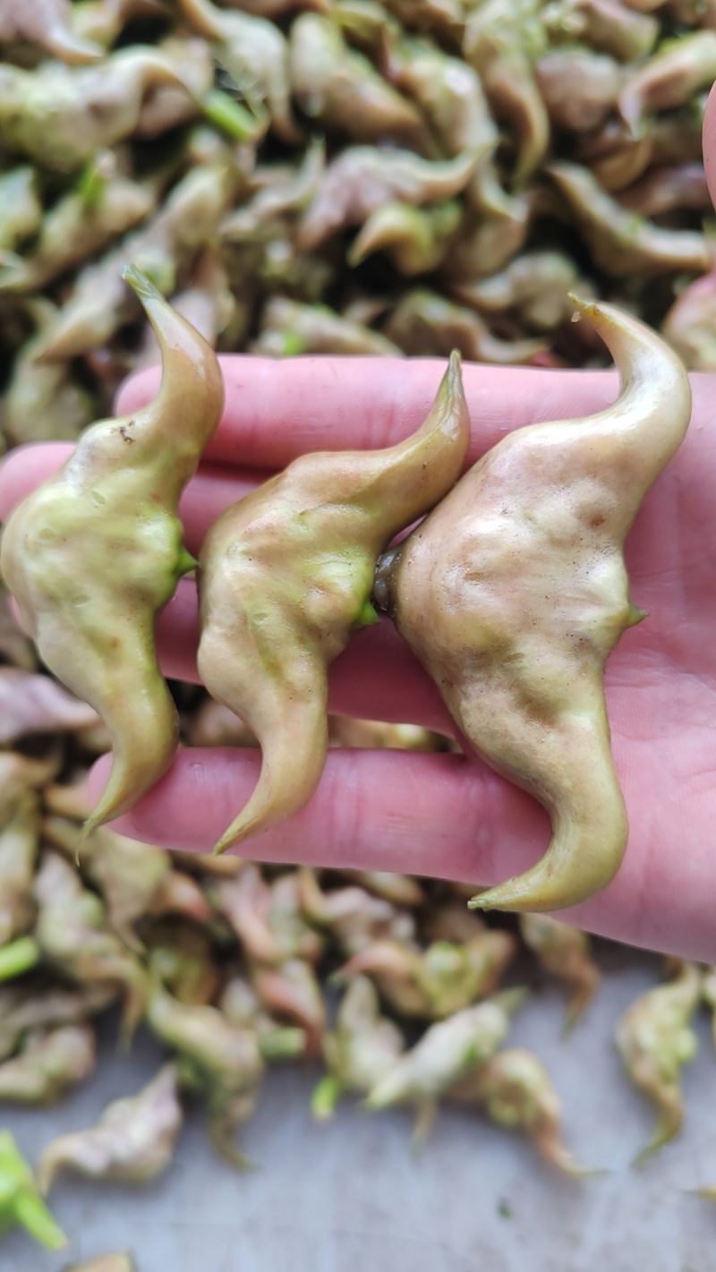 湖北菱角
