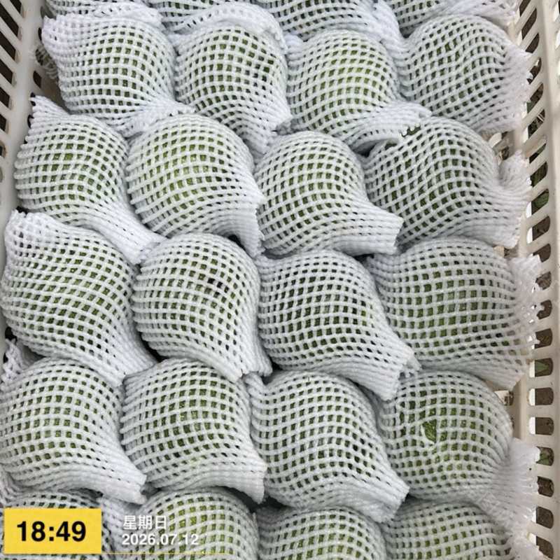 西葫芦