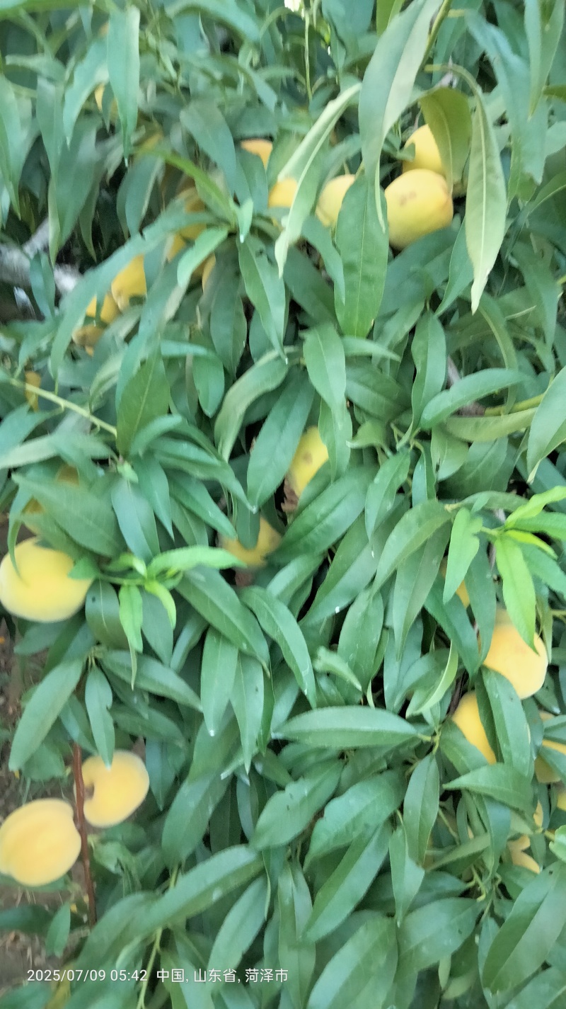 黄金冠黄桃（罐头桃）