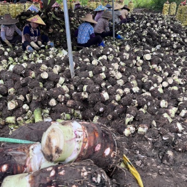 湛江香芋，发货地广东湛江雷州，自家种植，实地看货