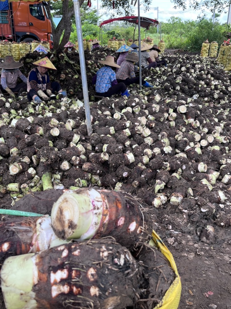 湛江香芋，发货地广东湛江雷州，自家种植，实地看货