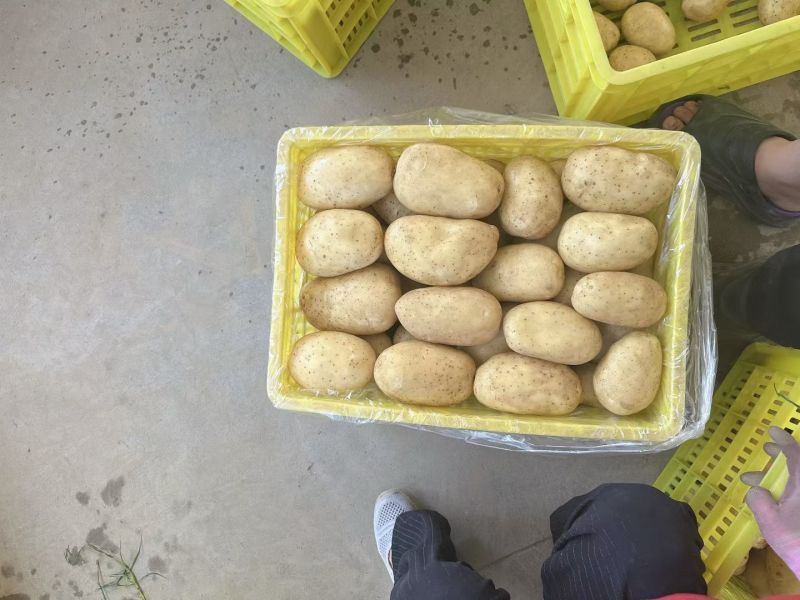 精品黄心土豆大量接单产地直发量大从优欢迎来电