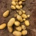 精品黄心土豆大量接单产地直发量大从优欢迎来电