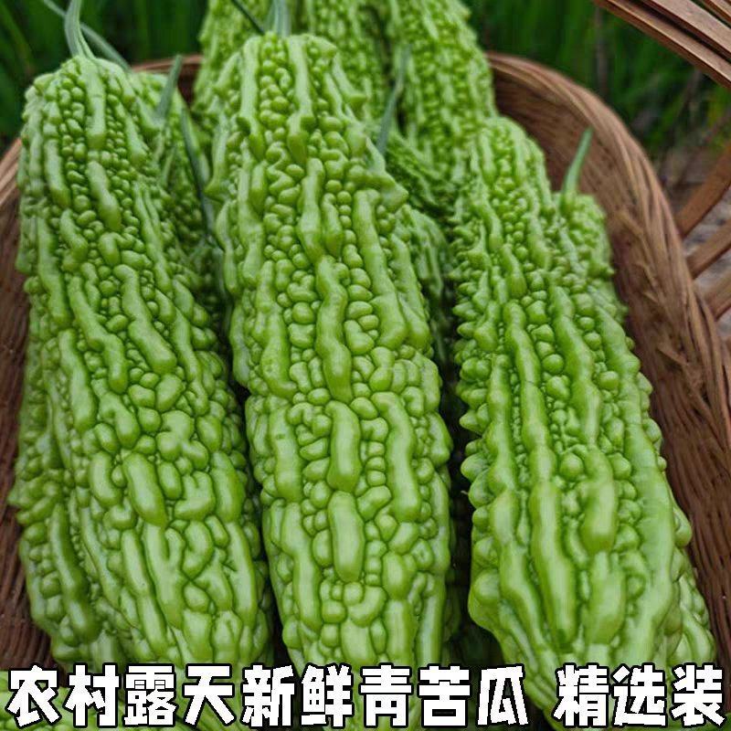 青苦瓜，油绿苦瓜产地大量有货，保质保量。