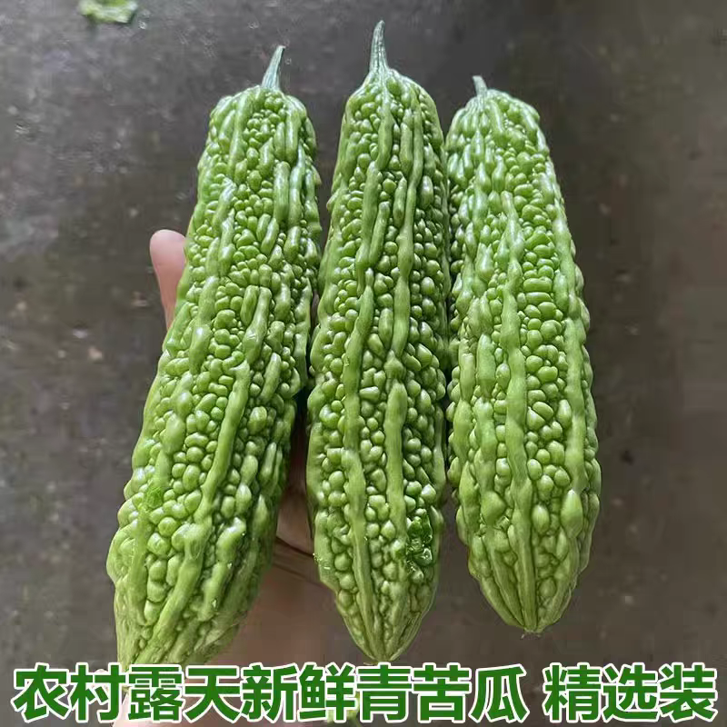 青苦瓜，油绿苦瓜产地大量有货，保质保量。