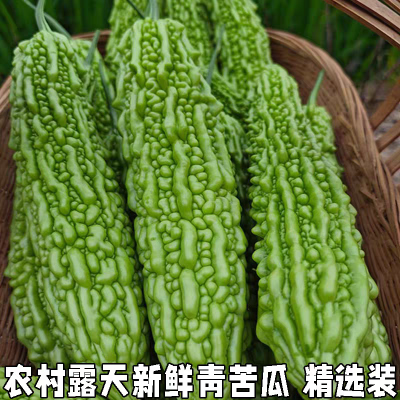 青苦瓜，油绿苦瓜产地大量有货，保质保量。