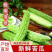 青苦瓜，油绿苦瓜产地大量有货，保质保量。