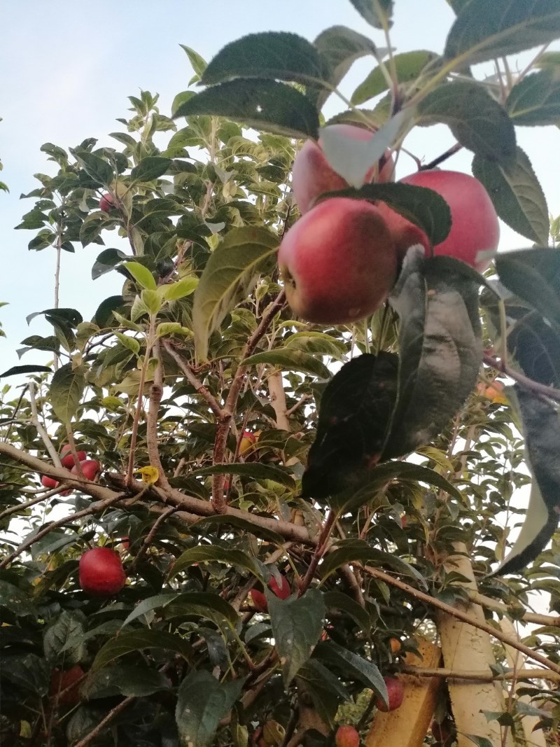 鲁丽，红露，嘎啦