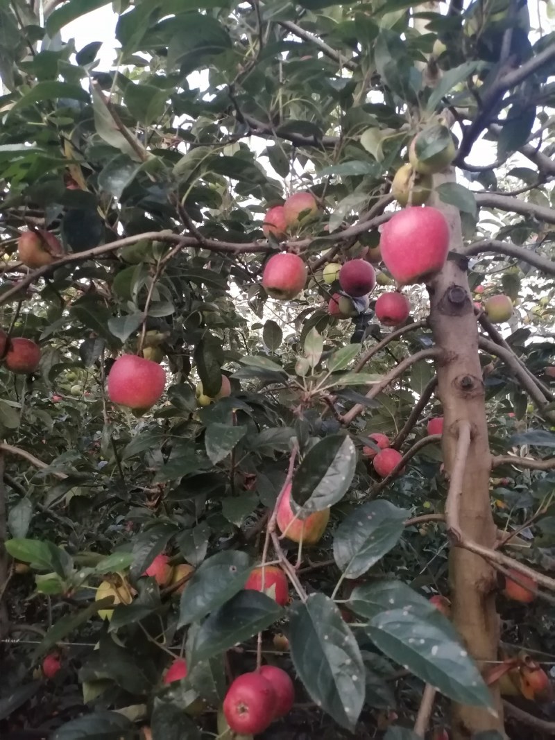 鲁丽，红露，嘎啦