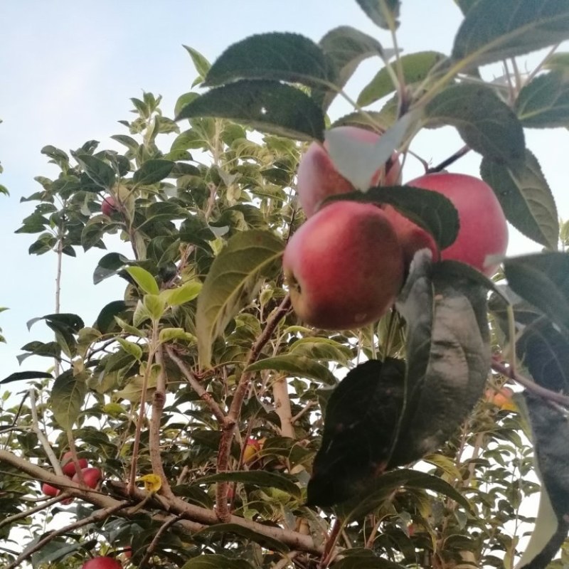 鲁丽，红露，嘎啦