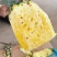 海南金钻凤梨🍍17号，一件代发礼盒装全国发货