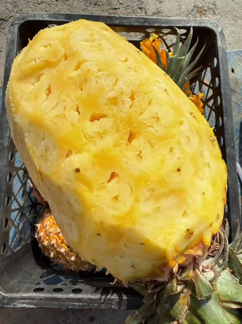 海南金钻凤梨🍍17号，一件代发礼盒装全国发货