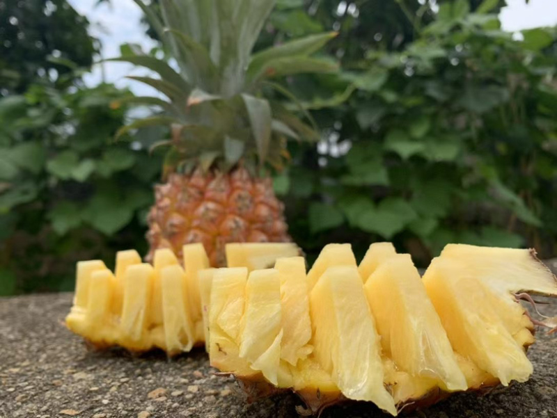 海南金钻凤梨🍍17号，一件代发礼盒装全国发货
