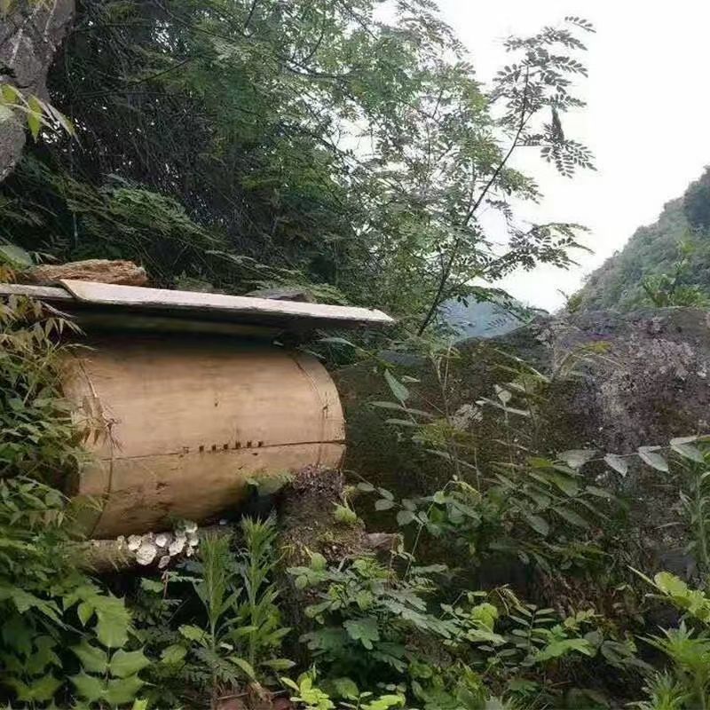 蜂蜜