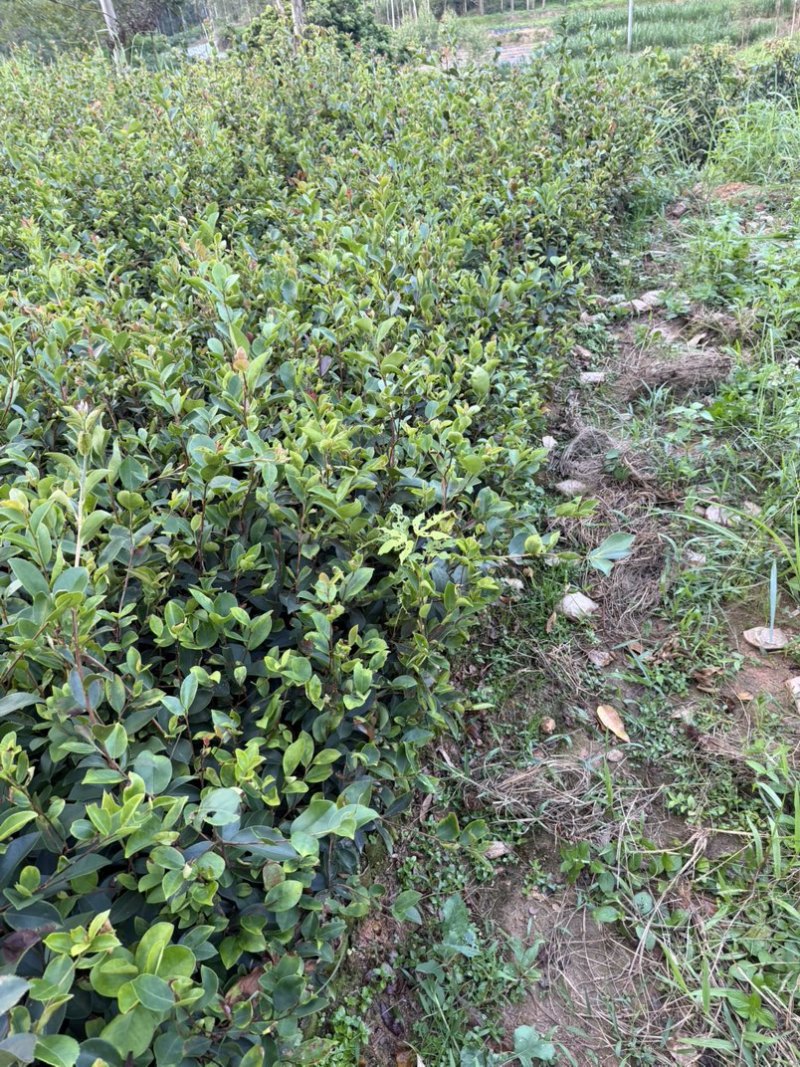 油茶苗基地供货，直接批发，没有中间商，一级靓货