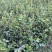 油茶苗基地供货，直接批发，没有中间商，一级靓货