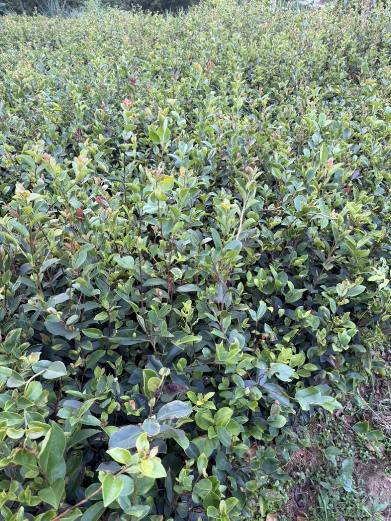油茶苗基地供货，直接批发，没有中间商，一级靓货