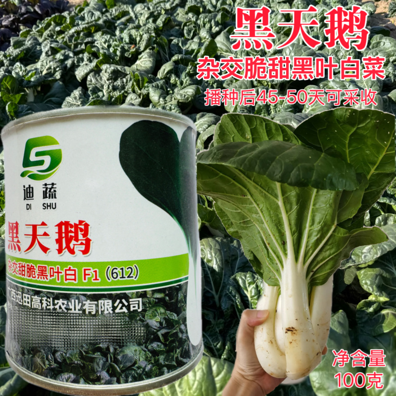黑天鹅杂交甜脆束腰黑叶白菜种子梗白纤维少阳台菜园高产易种