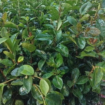 油茶苗基地供货，直接批发，没有中间商，一级靓货