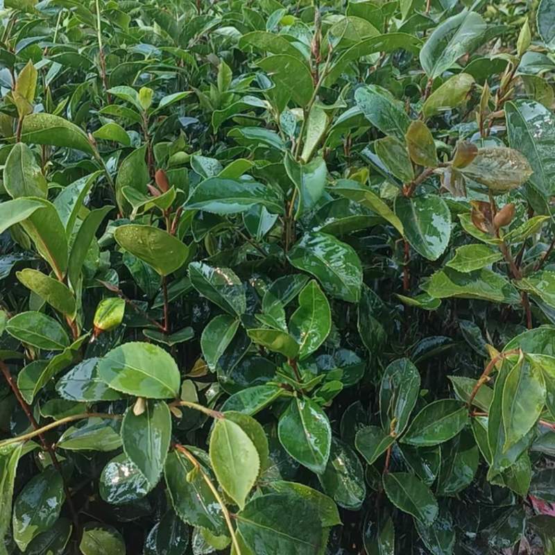 油茶苗基地供货，直接批发，没有中间商，一级靓货