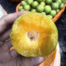 蜂糖李