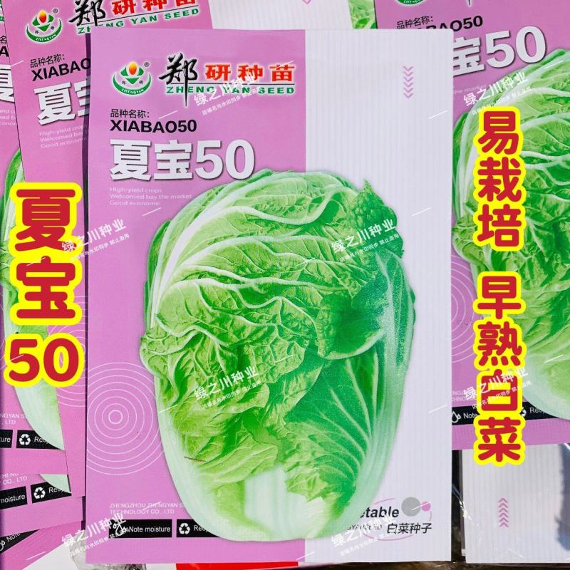 郑研种苗夏宝50大白菜种子早熟耐热耐湿大白菜种籽夏秋栽培