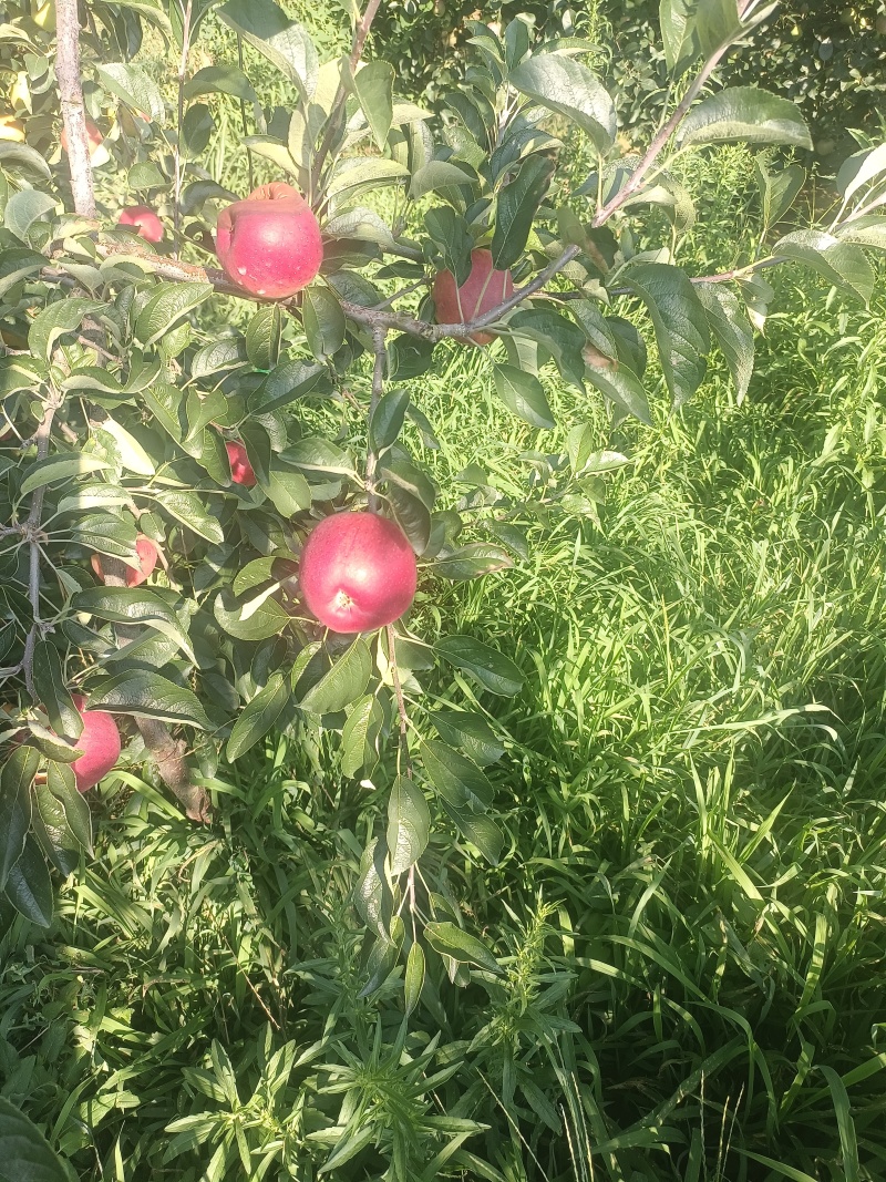红露苹果已经上市了