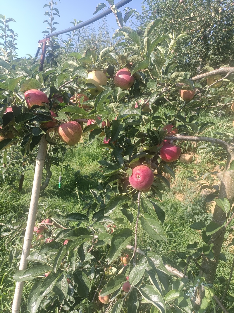 红露苹果已经上市了