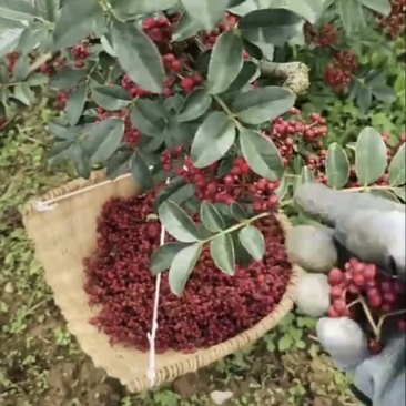 花椒丰收鲜货供应非诚勿扰不做干活