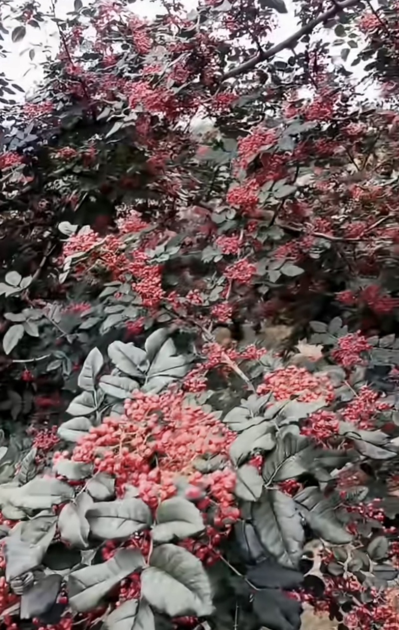 花椒丰收鲜货供应非诚勿扰不做干活