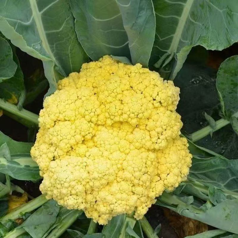 黄金80中熟金黄色花菜种子球型高圆籽粒细且均匀梗浅绿脆甜