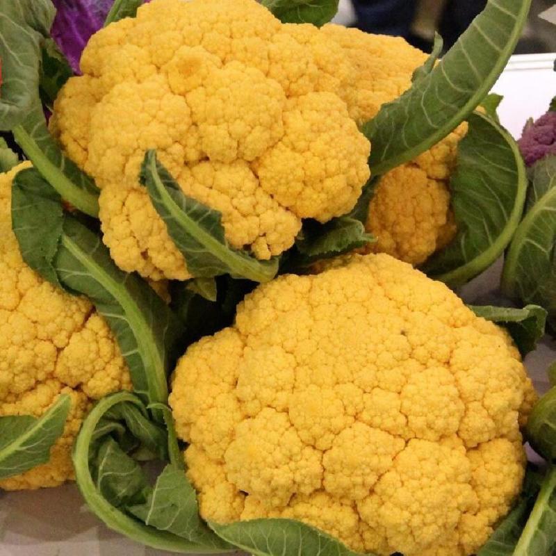 黄金80中熟金黄色花菜种子球型高圆籽粒细且均匀梗浅绿脆甜