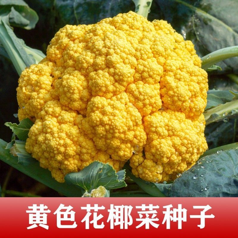 黄金80中熟金黄色花菜种子球型高圆籽粒细且均匀梗浅绿脆甜