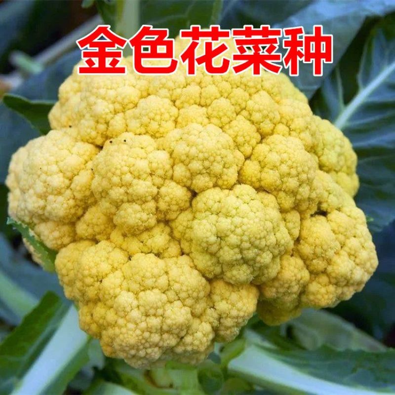 黄金80中熟金黄色花菜种子球型高圆籽粒细且均匀梗浅绿脆甜