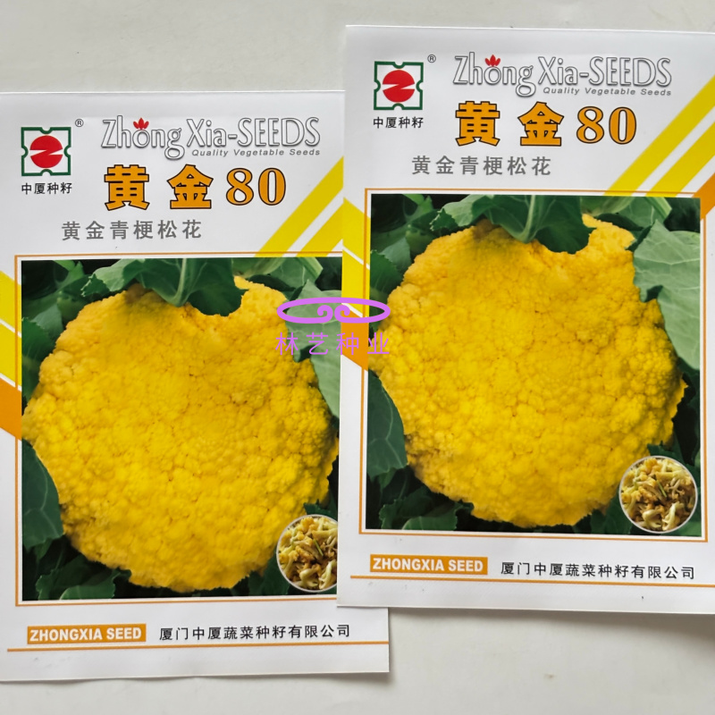黄金80中熟金黄色花菜种子球型高圆籽粒细且均匀梗浅绿脆甜