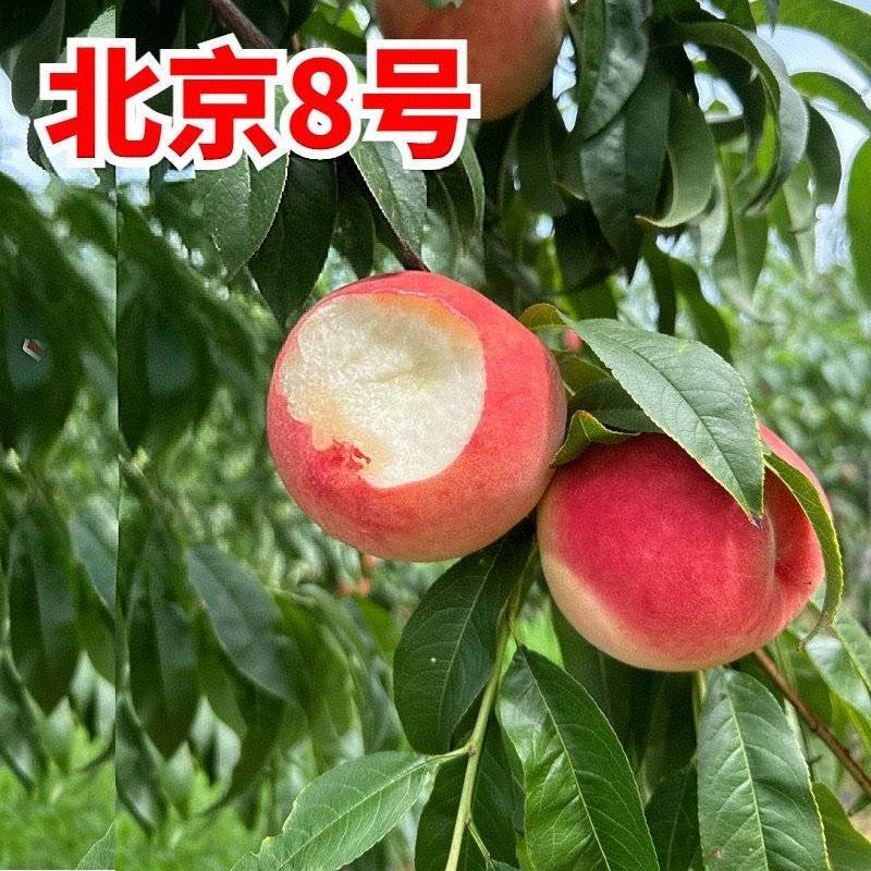 【北京八号水蜜桃】陕西桃子/陕西水蜜桃/产地批发/全国发