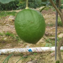 香水柠檬